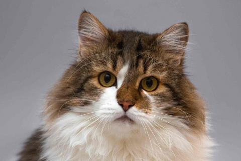 В дар кошку. Нежный ласковый котик Симон в добрые руки. Фото1