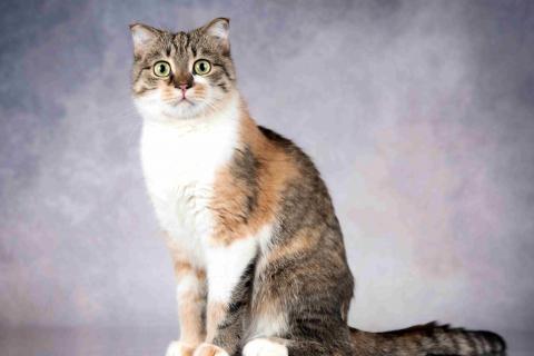 В дар кошку. Нежная ласковая кошечка Лёля в добрые руки. Фото1