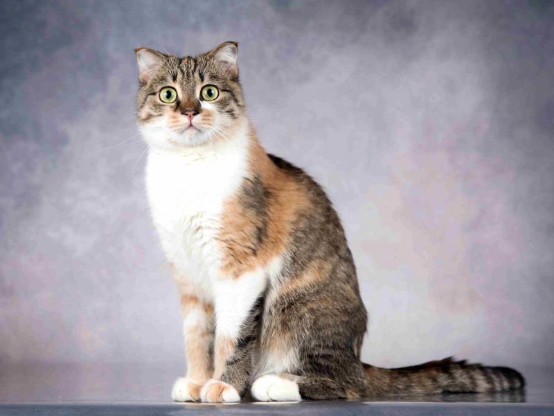 В дар кошку