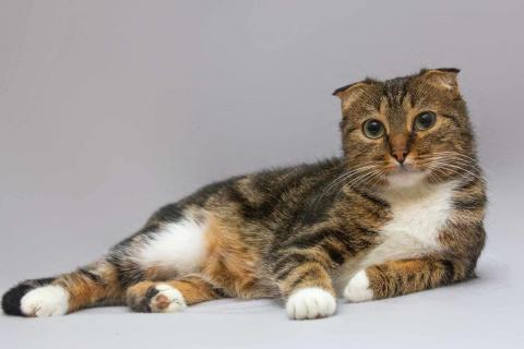 В дар кошку. Очаровательная вислоухая кошечка Жужу. Фото1