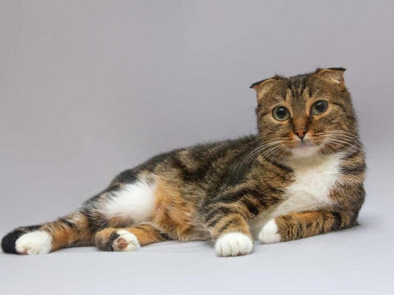 В дар кошку