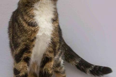 В дар кошку. Очаровательная вислоухая кошечка Жужу. Фото3