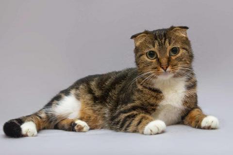 В дар кошку. Очаровательная вислоухая кошечка Жужу. Фото4