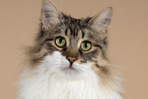 В дар кошку. Добрый ласковый богатырь кот Фунтик. Фото1