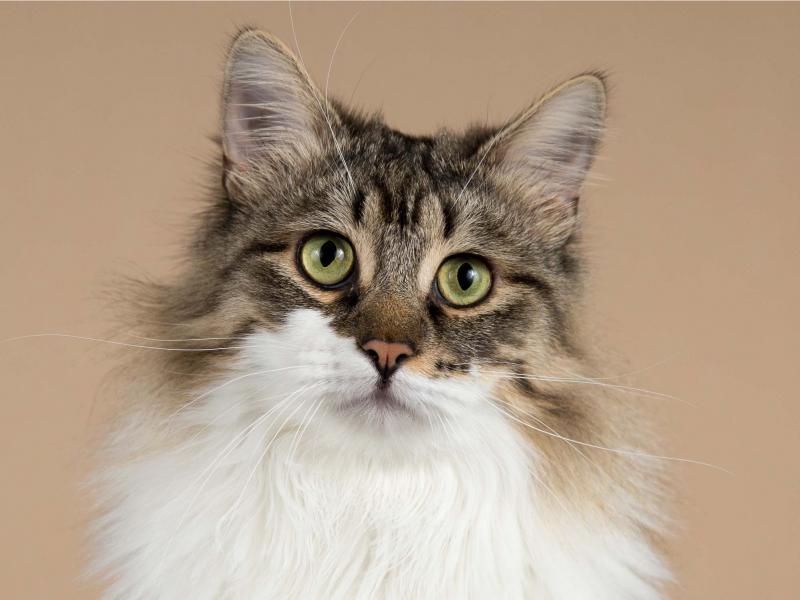 В дар кошку