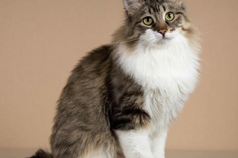 В дар кошку. Добрый ласковый богатырь кот Фунтик. Фото2