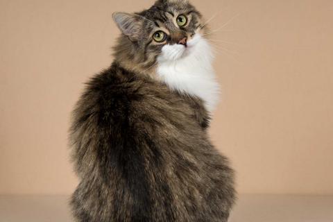 В дар кошку. Добрый ласковый богатырь кот Фунтик. Фото3