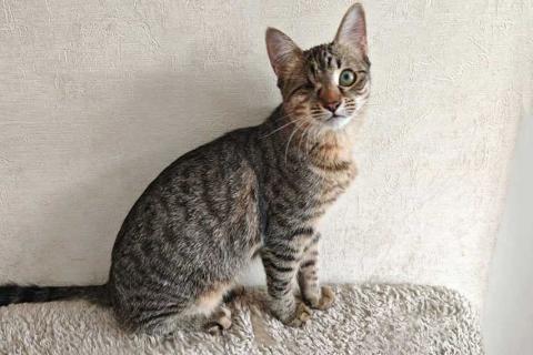 В дар кошку. Ласковая кошечка-подросток ищет дом. Фото1