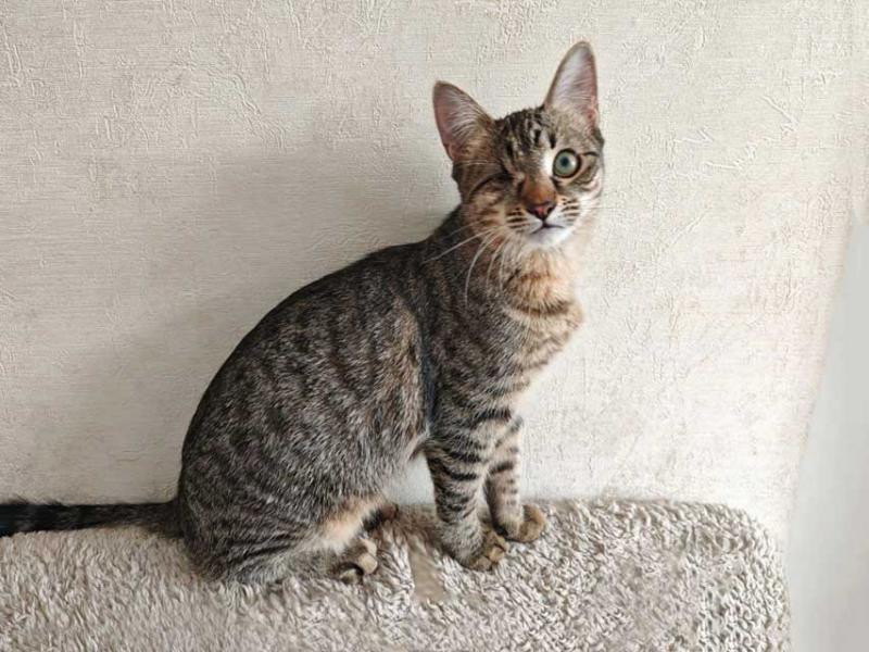 В дар кошку