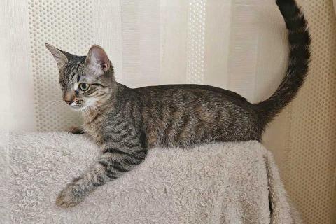 В дар кошку. Ласковая кошечка-подросток ищет дом. Фото4