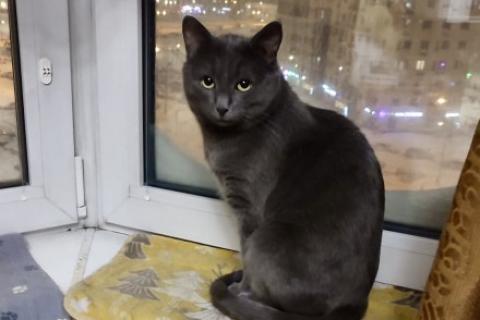 В дар кошку. Маффин, серый красавец с мягким сердцем ищет дом . Фото1