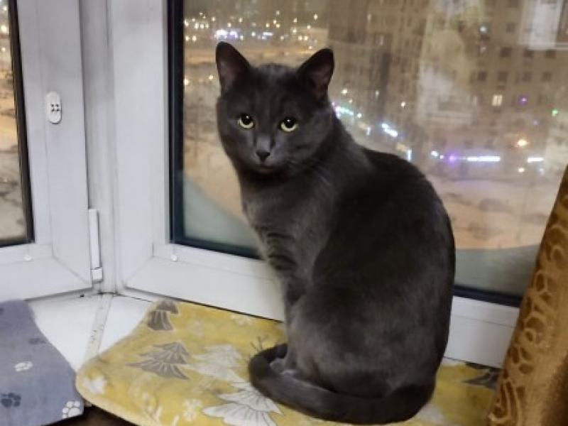 В дар кошку