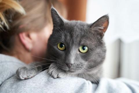 В дар кошку. Маффин, серый красавец с мягким сердцем ищет дом . Фото2