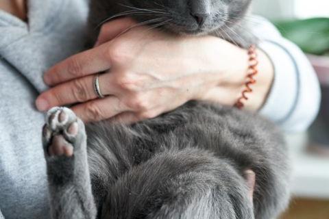 В дар кошку. Маффин, серый красавец с мягким сердцем ищет дом . Фото3