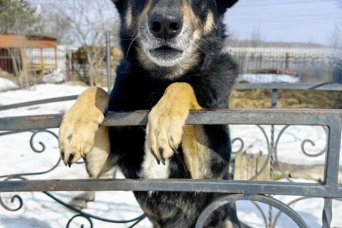 В дар собаку. Умный, верный, ласковый пес Жорж ищет дом. Фото1
