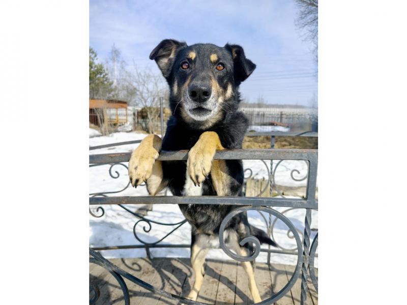 В дар собаку