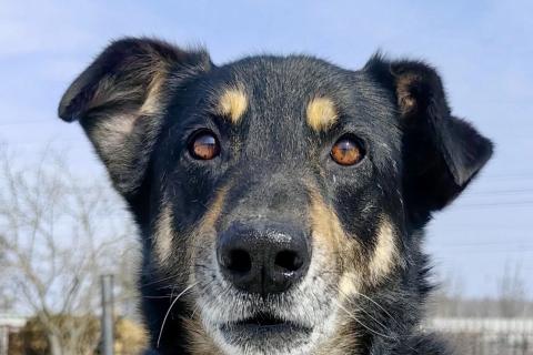 В дар собаку. Умный, верный, ласковый пес Жорж ищет дом. Фото2