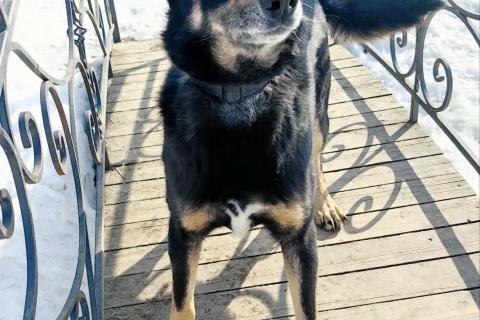 В дар собаку. Умный, верный, ласковый пес Жорж ищет дом. Фото3