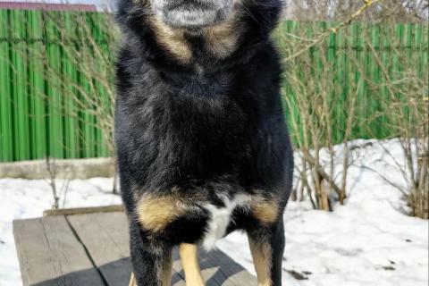 В дар собаку. Умный, верный, ласковый пес Жорж ищет дом. Фото4