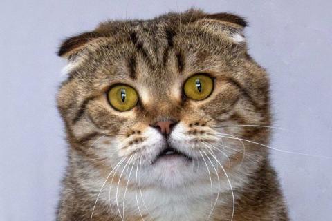 В дар кошку. Благородный добряк — кот Сигизмундий. Фото1