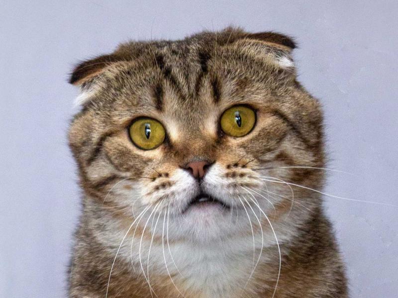 В дар кошку