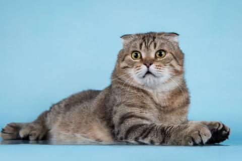 В дар кошку. Благородный добряк — кот Сигизмундий. Фото2