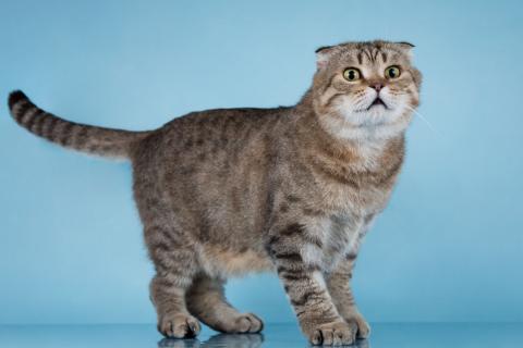 В дар кошку. Благородный добряк — кот Сигизмундий. Фото3