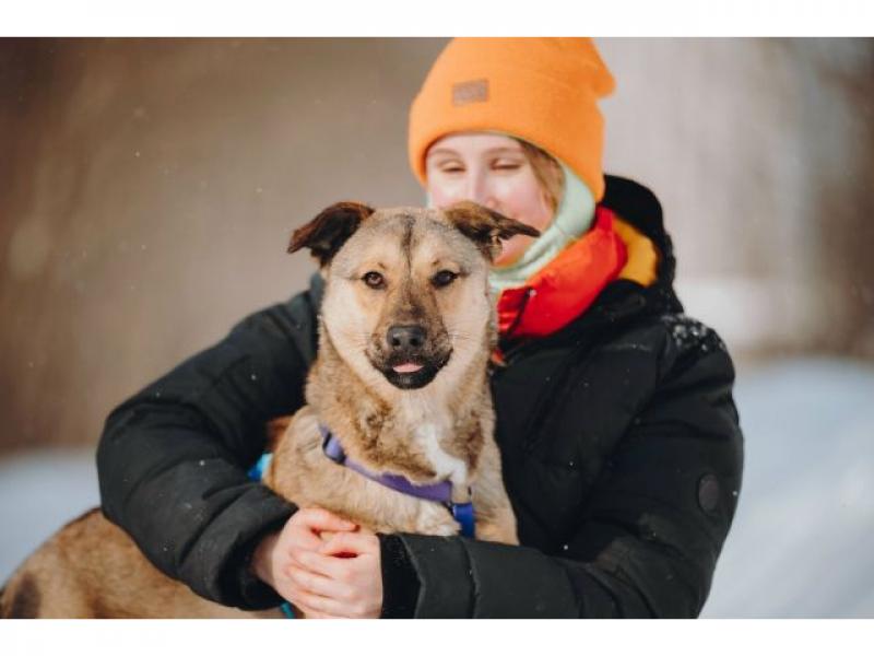 В дар собаку