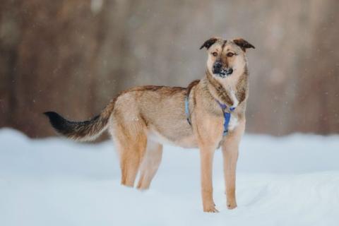 В дар собаку. Сади, собака-подросток, которая не умеет любить вполсилы. Фото2
