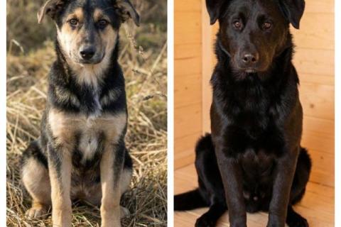 В дар собаку. Кира и Миша, ласковые умные щенки-подростки ищут дом. Фото1