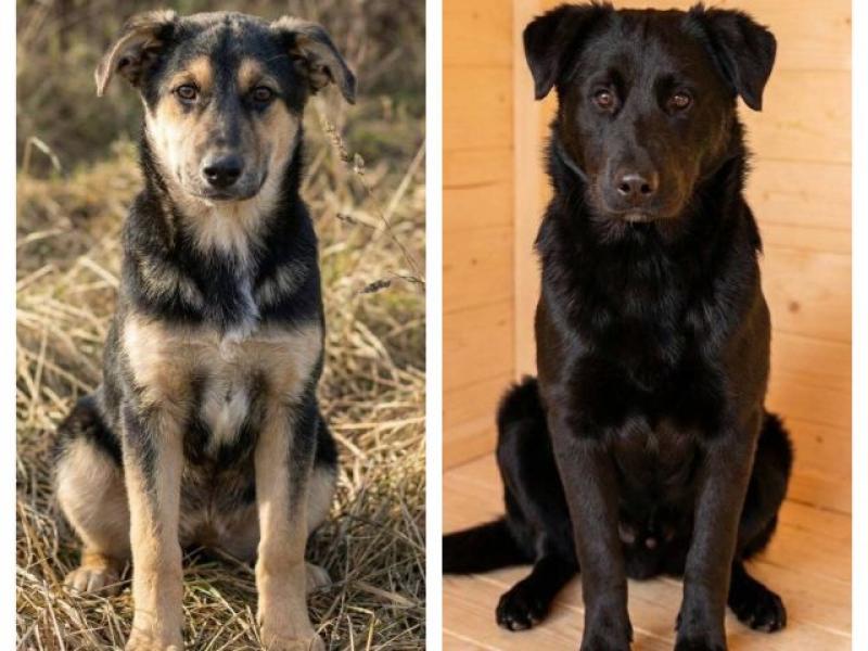 В дар собаку