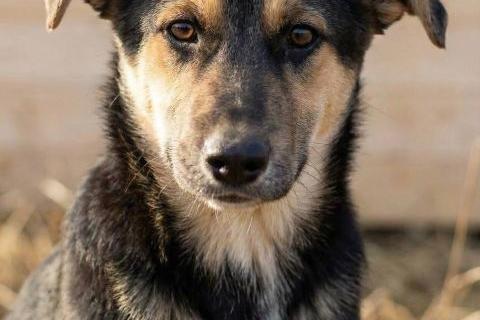 В дар собаку. Кира и Миша, ласковые умные щенки-подростки ищут дом. Фото2