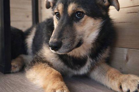 В дар собаку. Кира и Миша, ласковые умные щенки-подростки ищут дом. Фото4