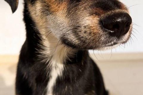 В дар собаку. Щенок-подросток Индеец ищет дом. Фото4