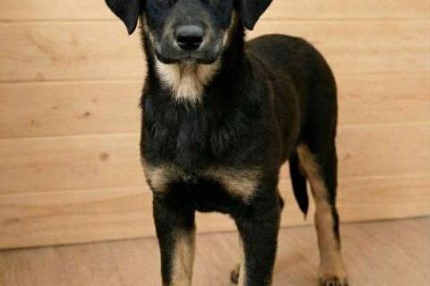 В дар собаку. Красавица Каштанка, ласковый щенок-подросток ищет дом. Фото1