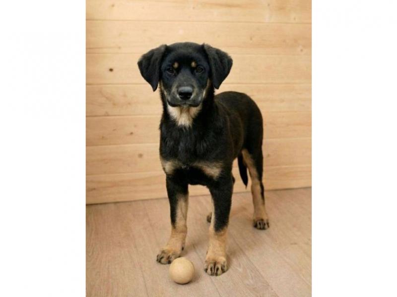 В дар собаку