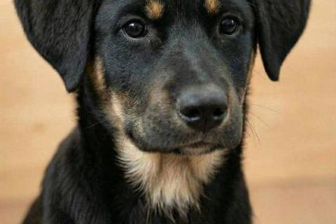 В дар собаку. Красавица Каштанка, ласковый щенок-подросток ищет дом. Фото2