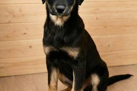 В дар собаку. Красавица Каштанка, ласковый щенок-подросток ищет дом. Фото3