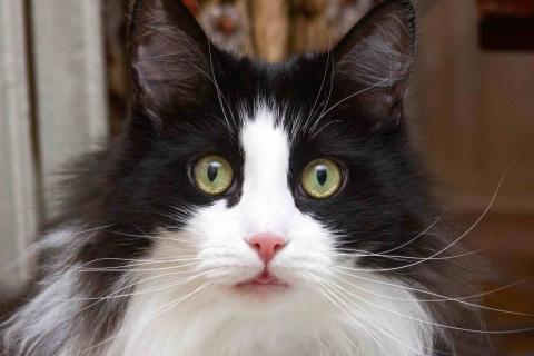 В дар кошку. Ласковый котик Орион в добрые руки. Фото1