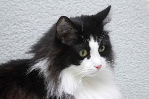 В дар кошку. Ласковый котик Орион в добрые руки. Фото3