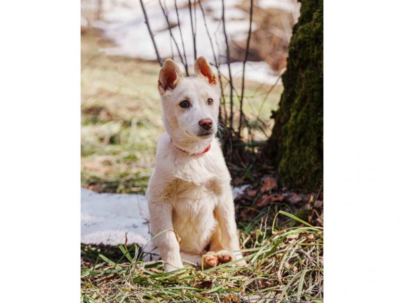 В дар собаку