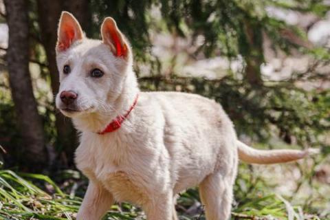 В дар собаку. Бесподобный домашний щенок Пилот ищет дом. Фото2