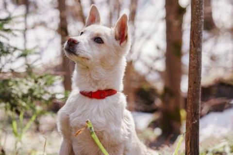 В дар собаку. Бесподобный домашний щенок Пилот ищет дом. Фото4