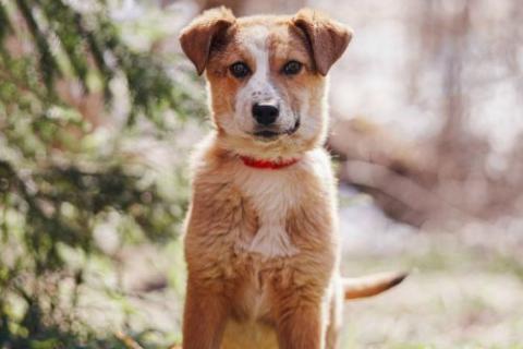 В дар собаку. Милейшая Дива,домашняя девочка-щенок ищет дом. Фото1