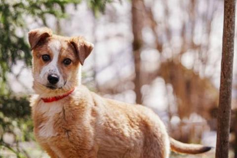 В дар собаку. Милейшая Дива,домашняя девочка-щенок ищет дом. Фото2