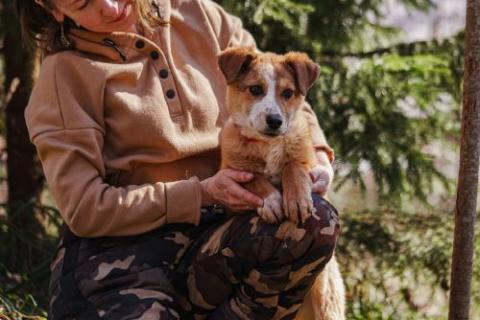 В дар собаку. Милейшая Дива,домашняя девочка-щенок ищет дом. Фото3