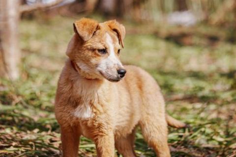 В дар собаку. Милейшая Дива,домашняя девочка-щенок ищет дом. Фото4