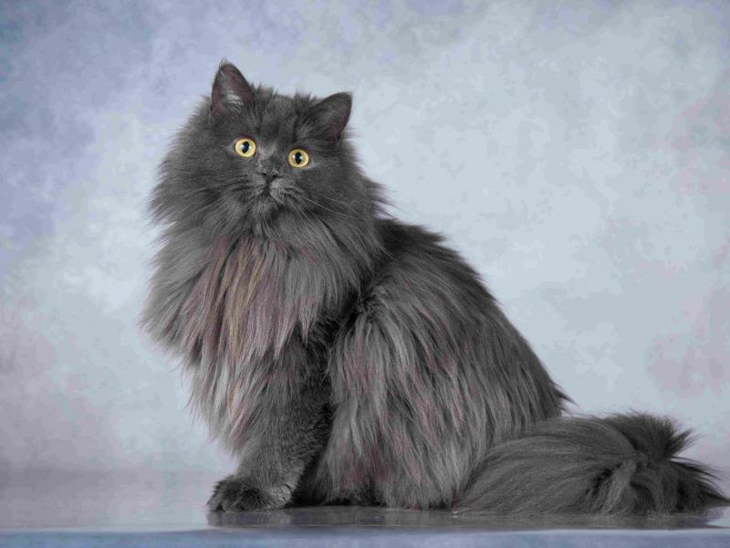 В дар кошку