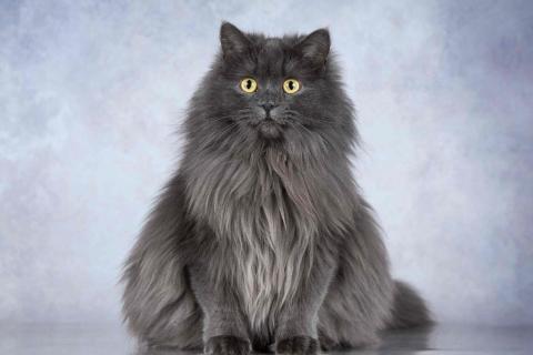 В дар кошку. Нежная ласковая кошечка Котюня. Фото4