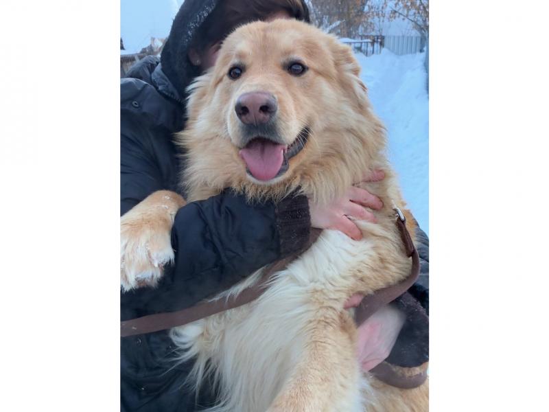 В дар собаку